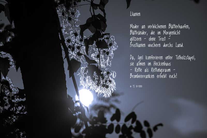 Lianen Tine Sprandel 201020